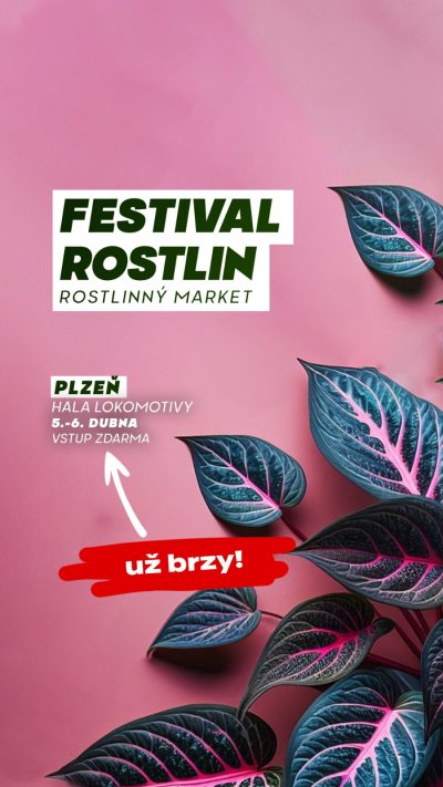 Festival rostlin